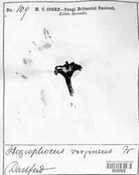 Cuphophyllus virgineus image